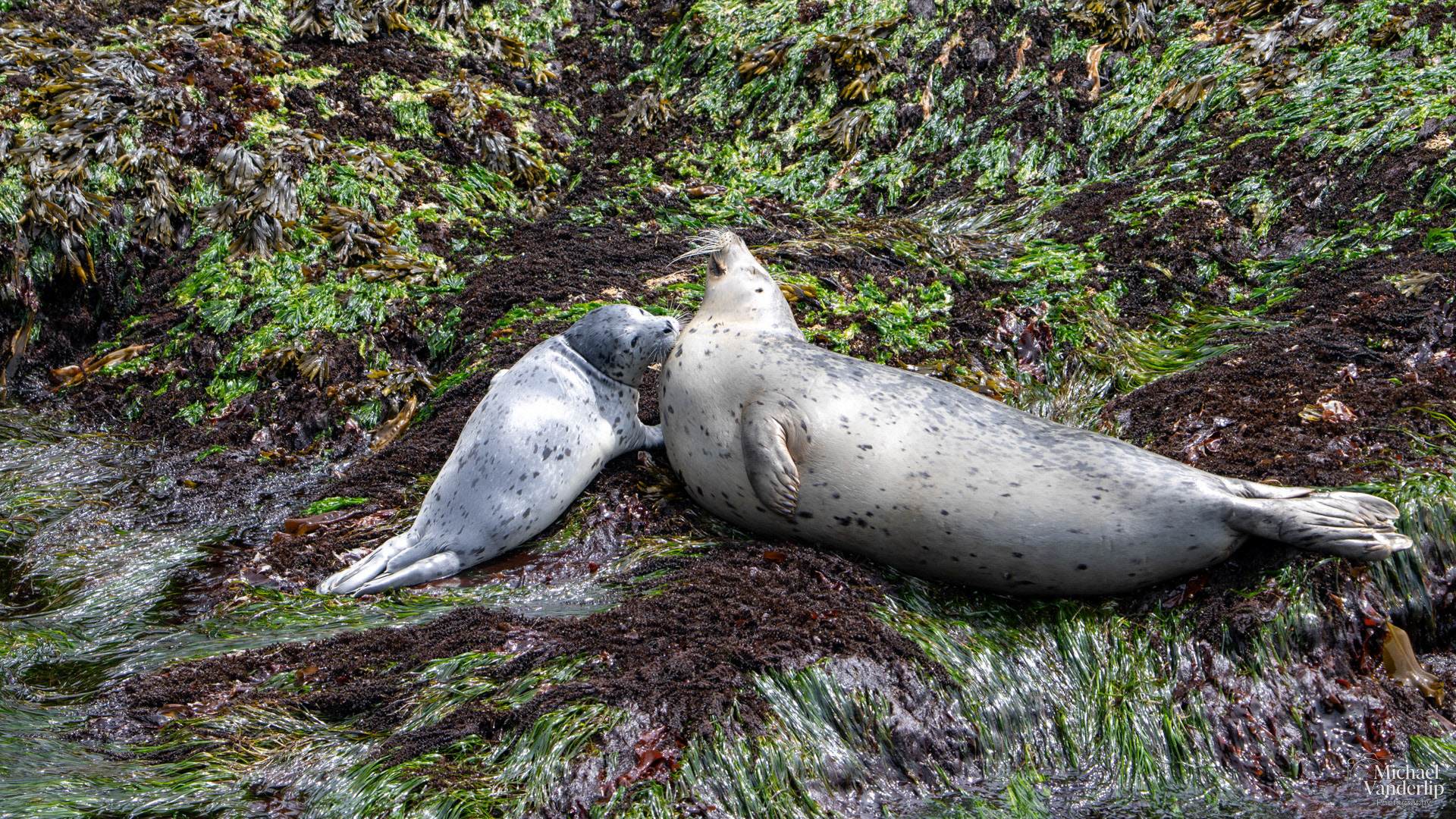 Harbor Seals along the coast, Depoe Bay, Oregon.