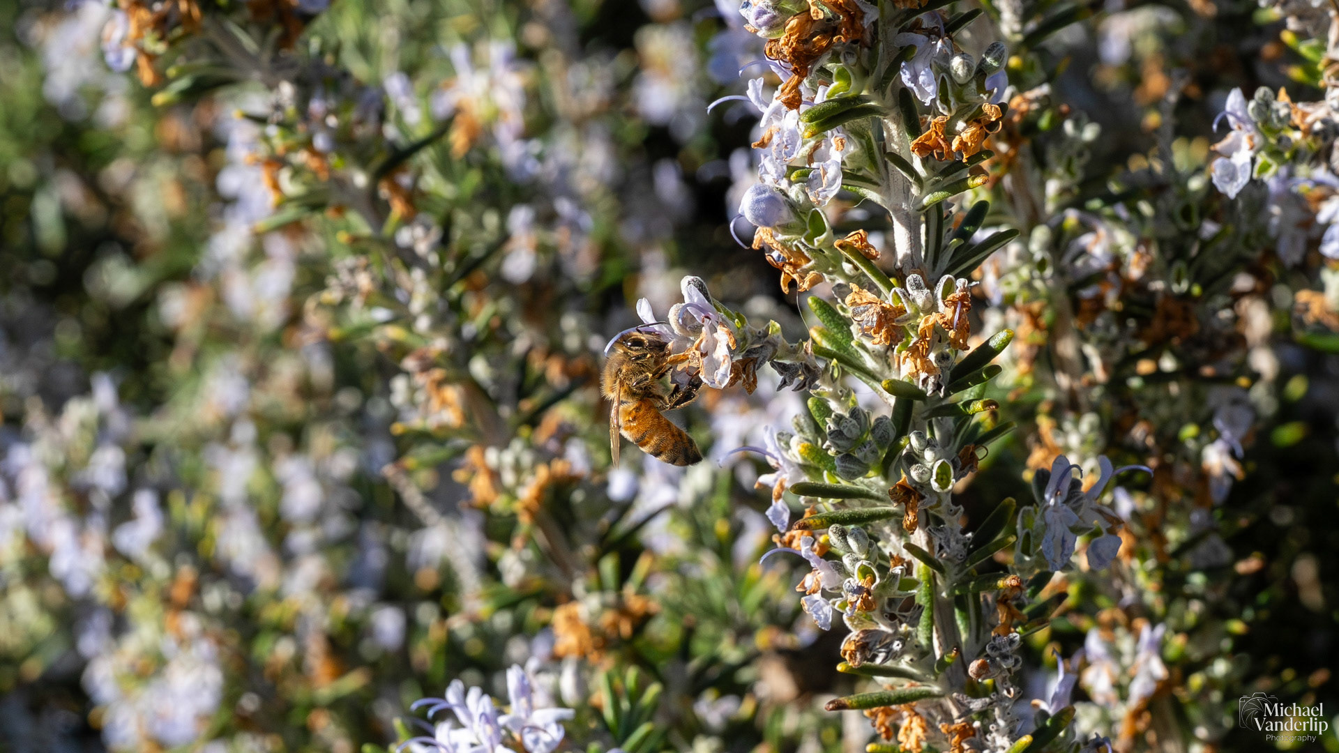 Honey Bee on a Rosemary plant in Talent, Oregon.