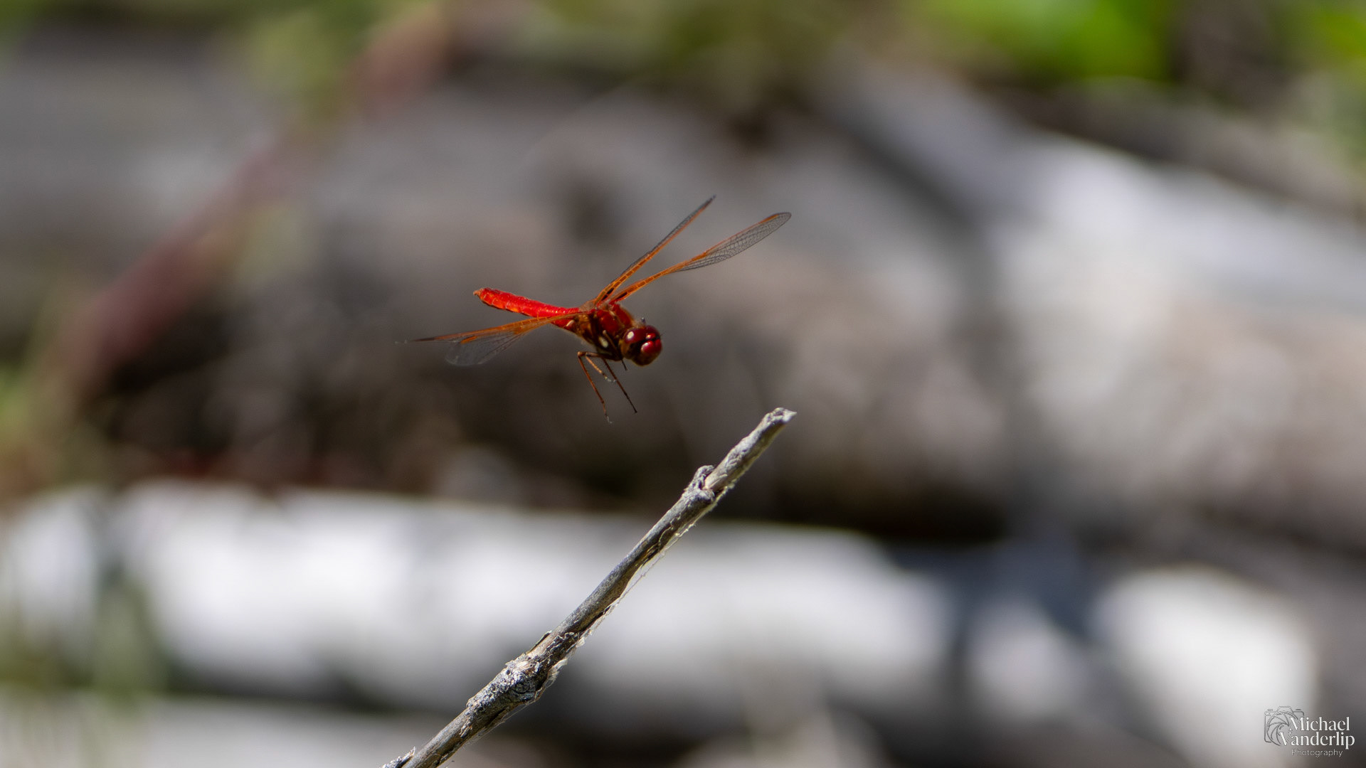 Scarlet Dragonfly along the Bear Creek Greenway near Talent, Oregon.