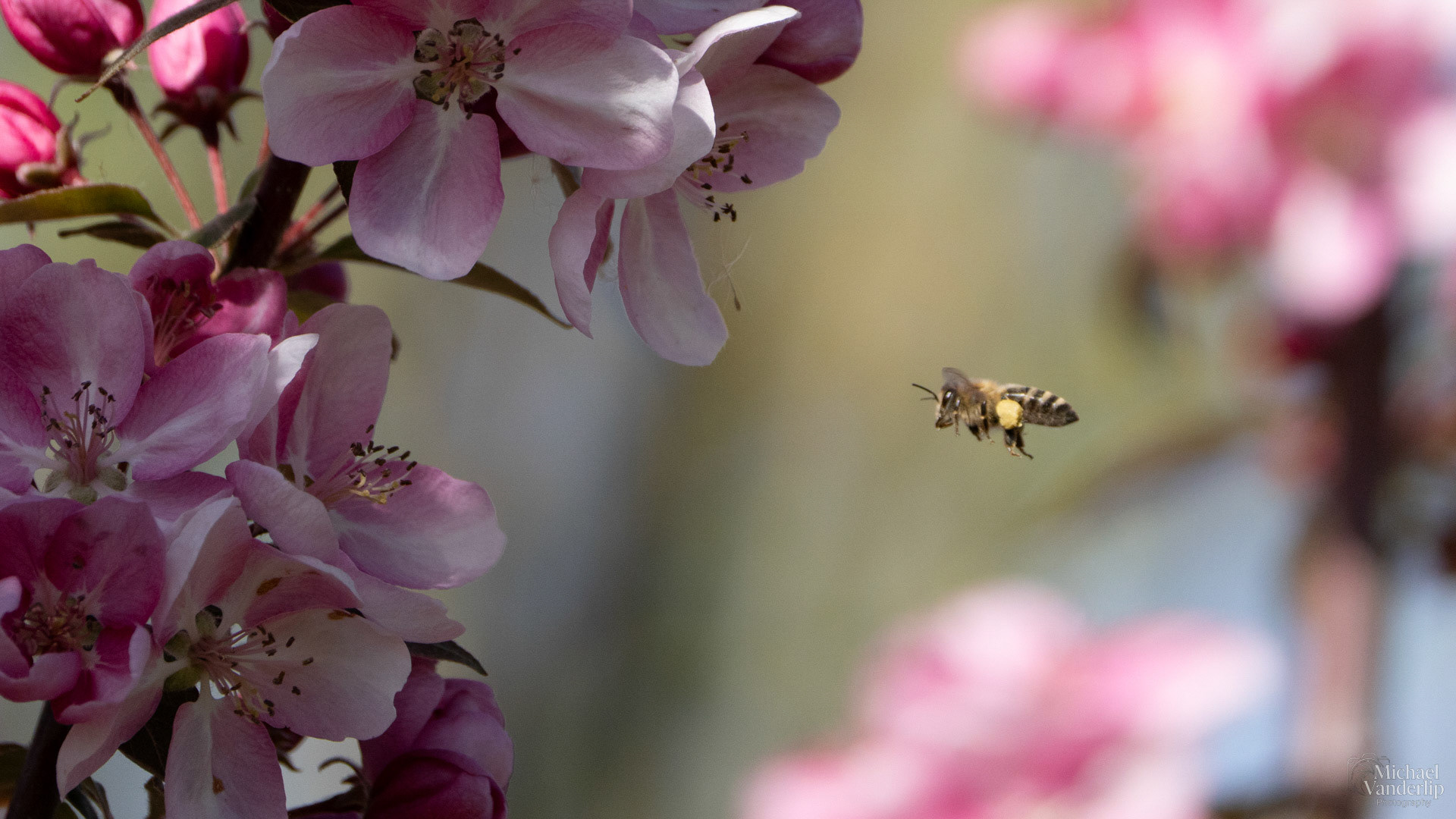 Honey Bee and Crabapple Blossoms along the Bear Creek Greenway near Talent, Oregon.