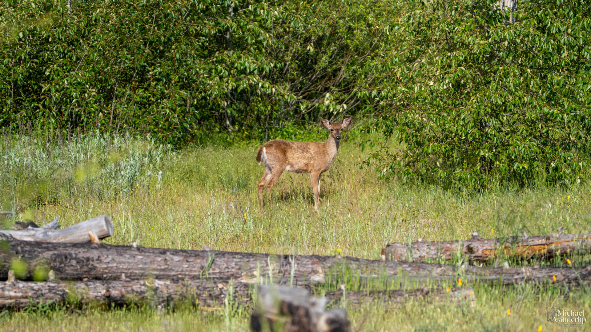 Black Tail Deer along the Bear Creek Greenway near Talent, Oregon.