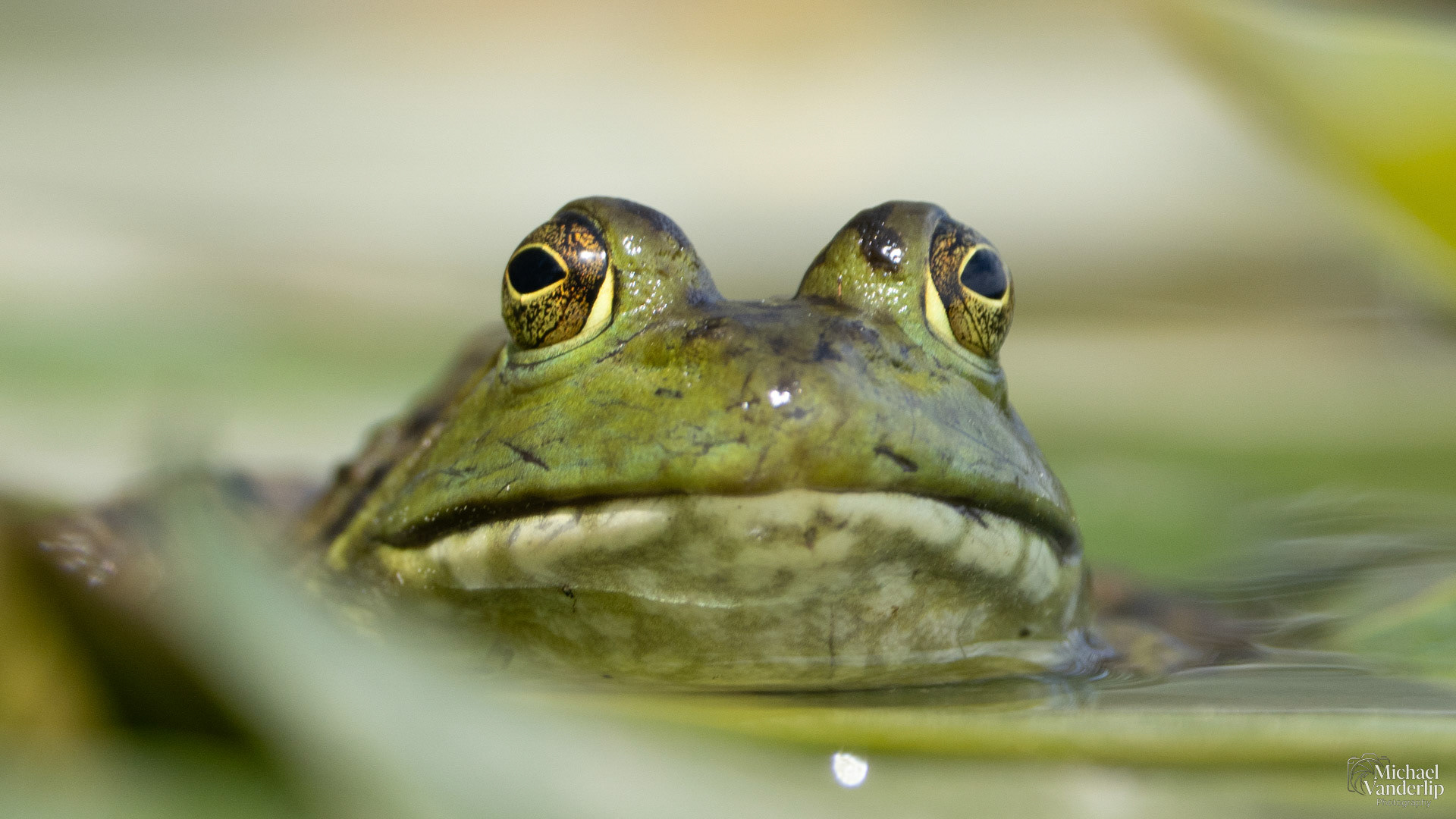 American Bullfrog along the Bear Creek Greenway near Talent, Oregon.