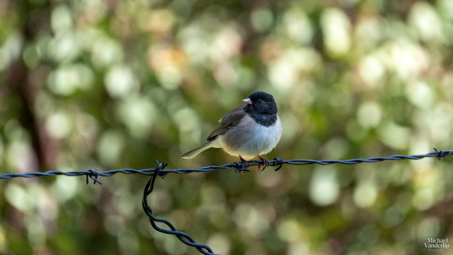 Dark-Eyed Junco at Wagner Gap near Talent, Oregon.