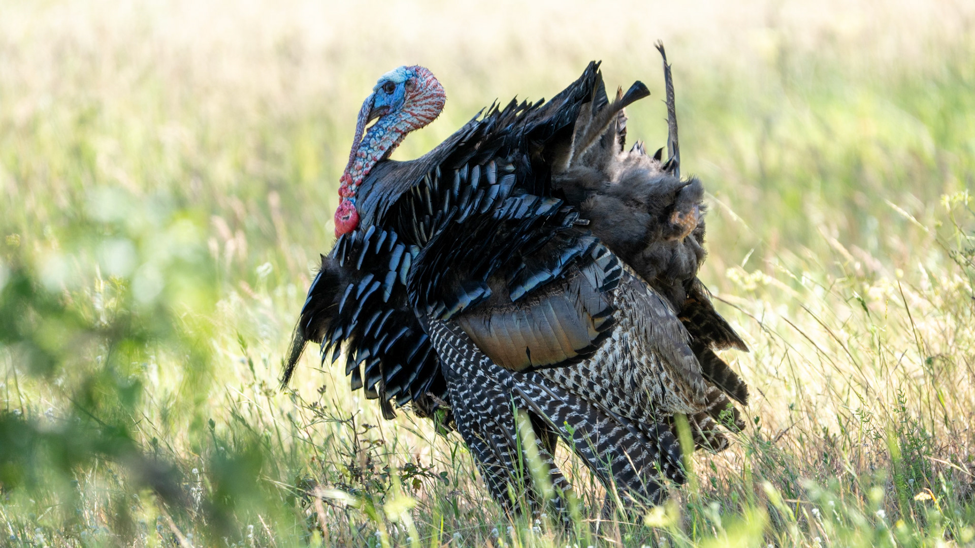 Wild Turkey on the Lower Table Rock Trail, Central Point, Oregon.