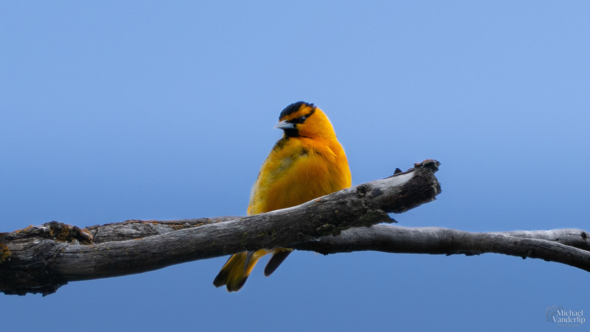 Bullock's Oriole along the Bear Creek Greenway near Talent, Oregon.