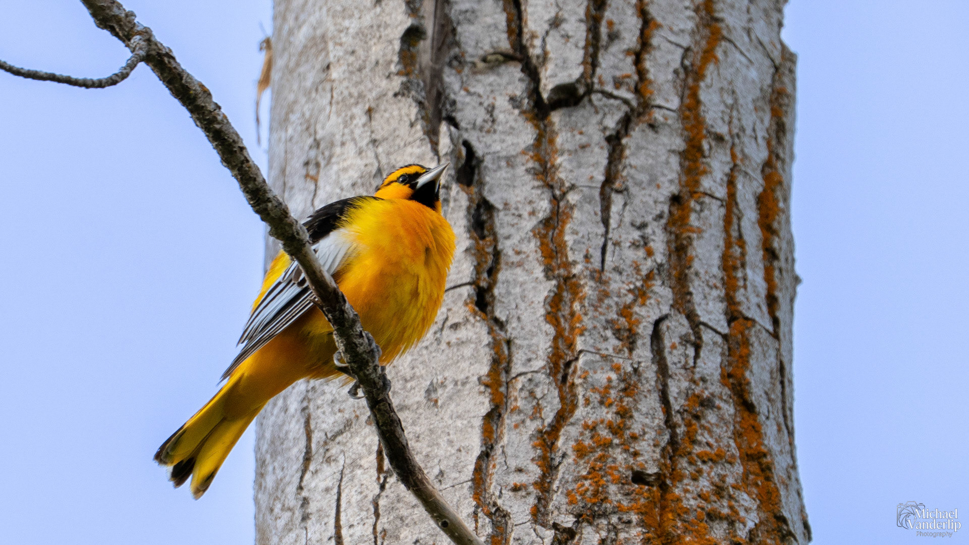 Bullock's Oriole along the Bear Creek Greenway near Talent, Oregon.