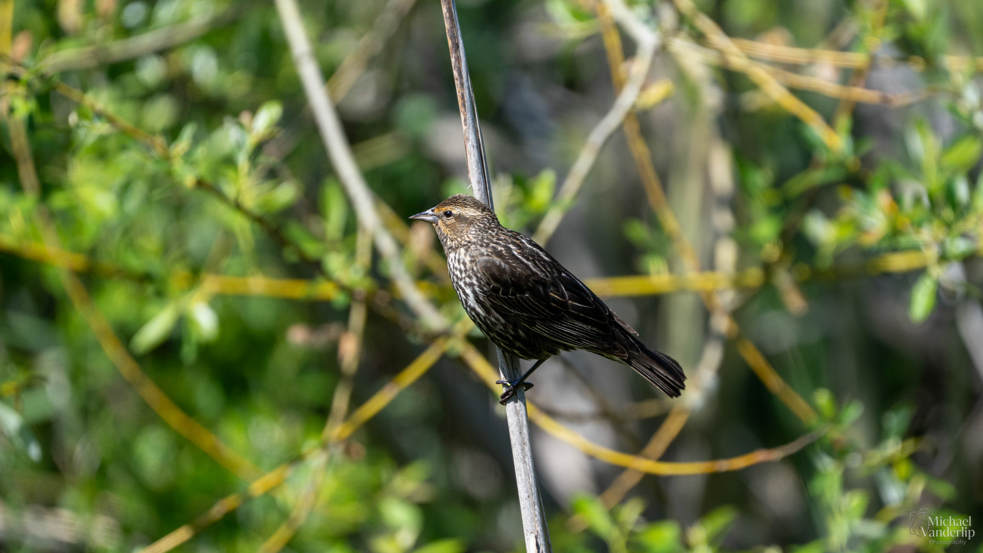 Red Winged Black Bird along the Bear Creek Greenway near Talent, Oregon.