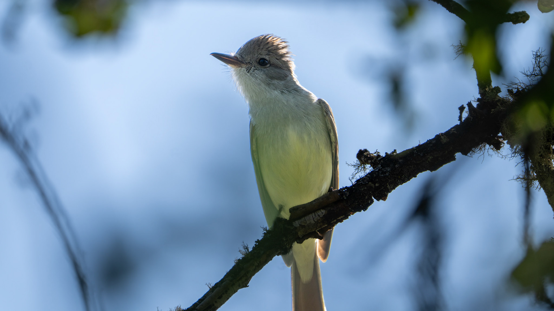 Ash Throated Flycatcher on Lower Table Rock, Central Point, Oregon.