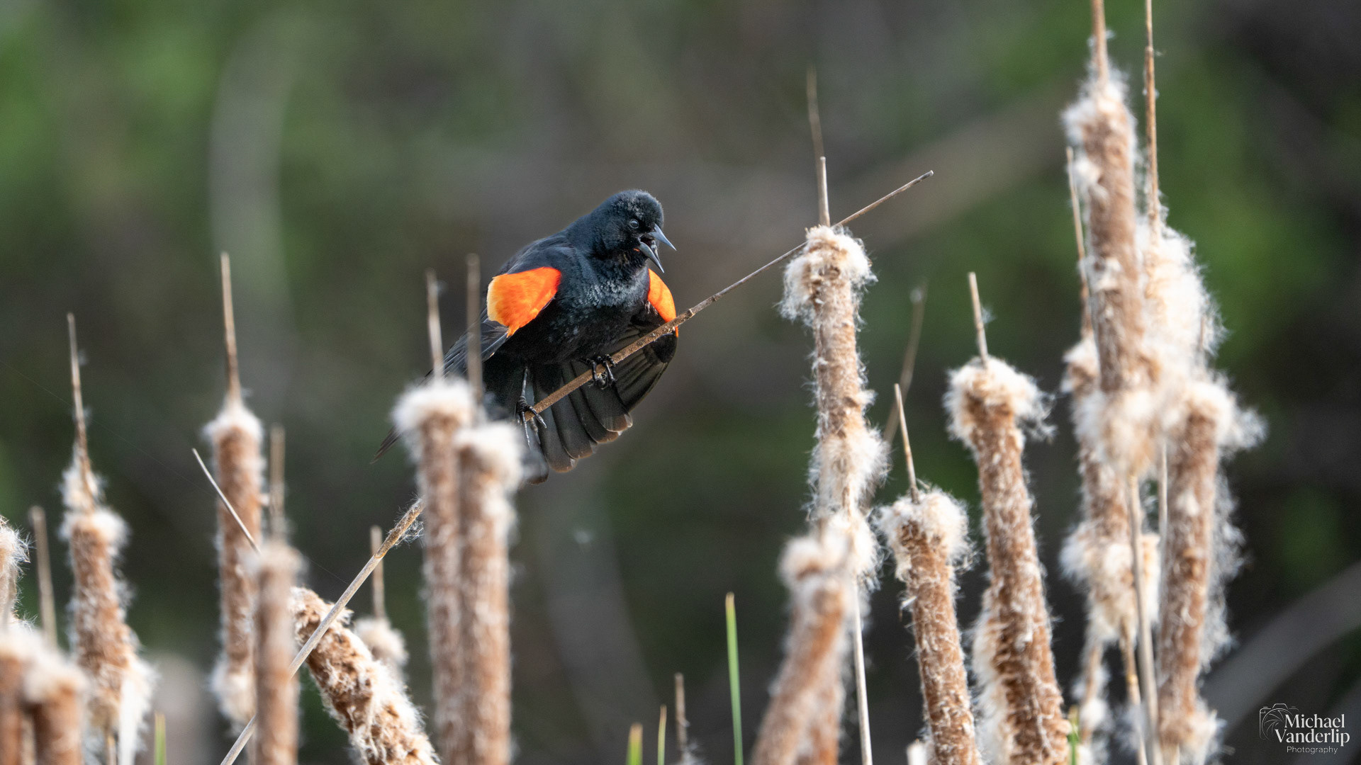 Red Winged Black Bird along the Bear Creek Greenway near Talent, Oregon.