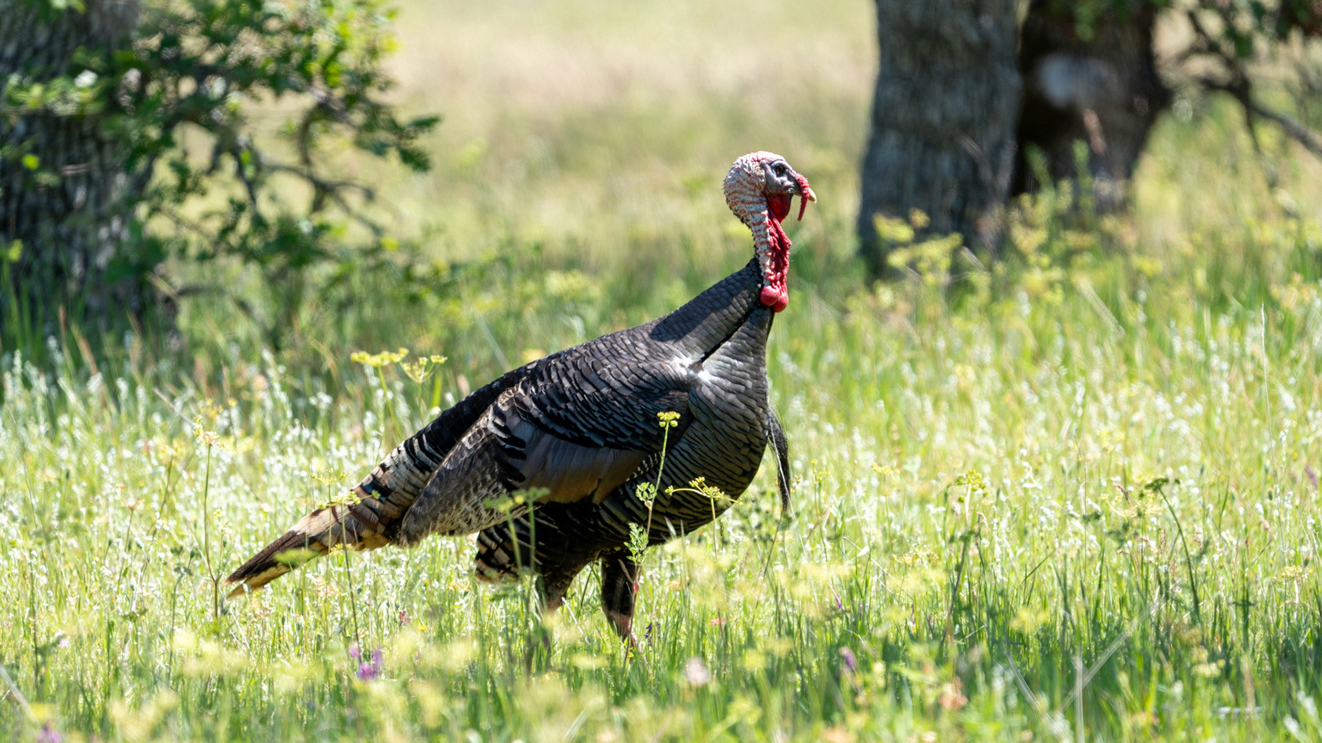 Wild Turkey on Lower Table Rock, Central Point, Oregon.