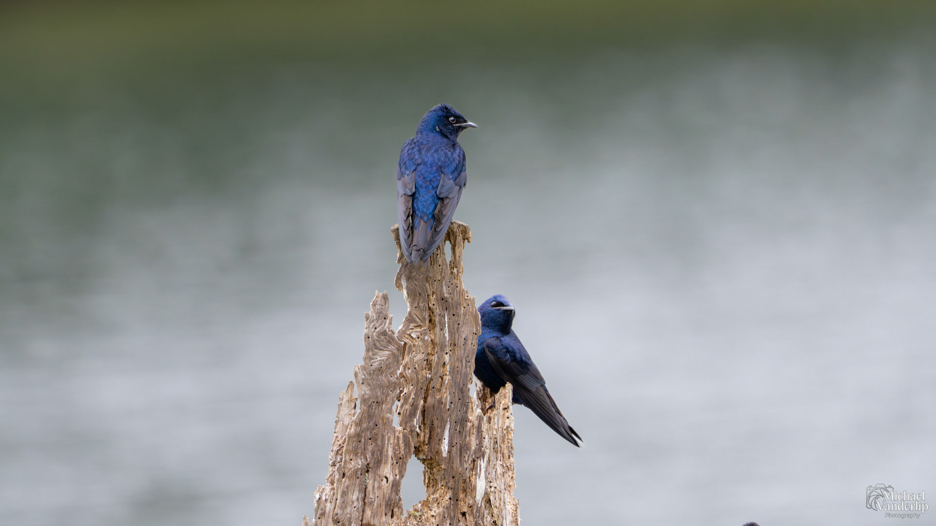 Purple Martins along the Siletz River near Cutler City, Oregon.