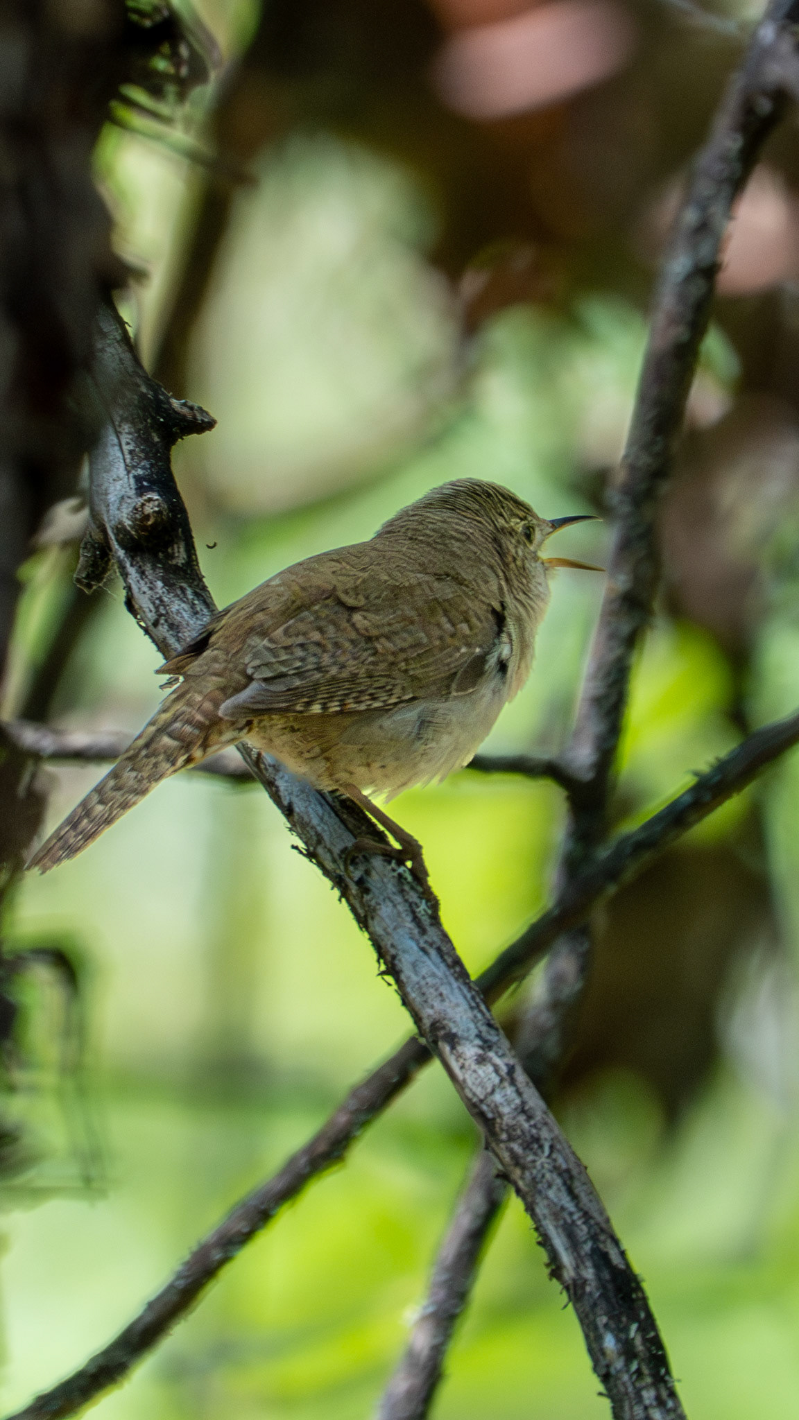 House Wren on Lower Table Rock, Central Point, Oregon.