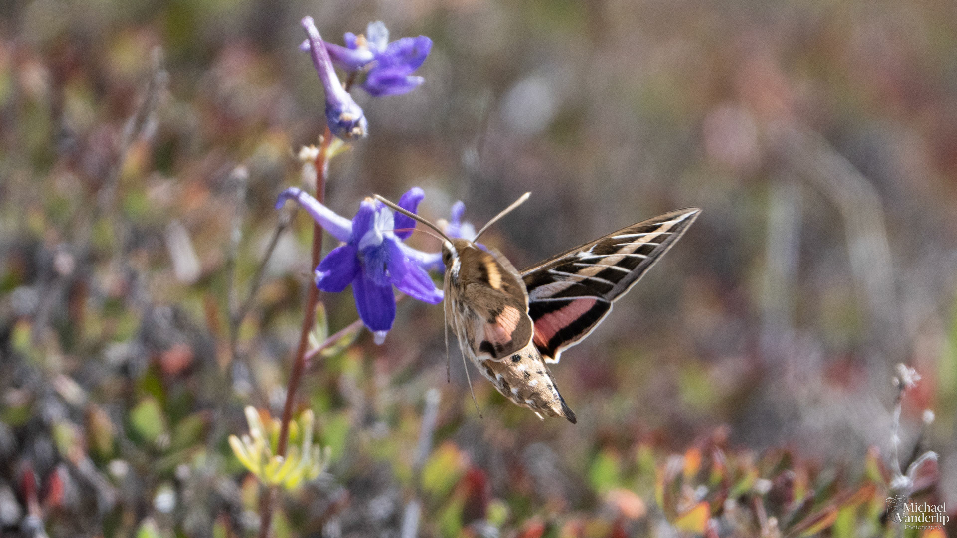 White-Lined Sphinx Moth along the Pacific Crest Trail near Mt. Ashland, Oregon.