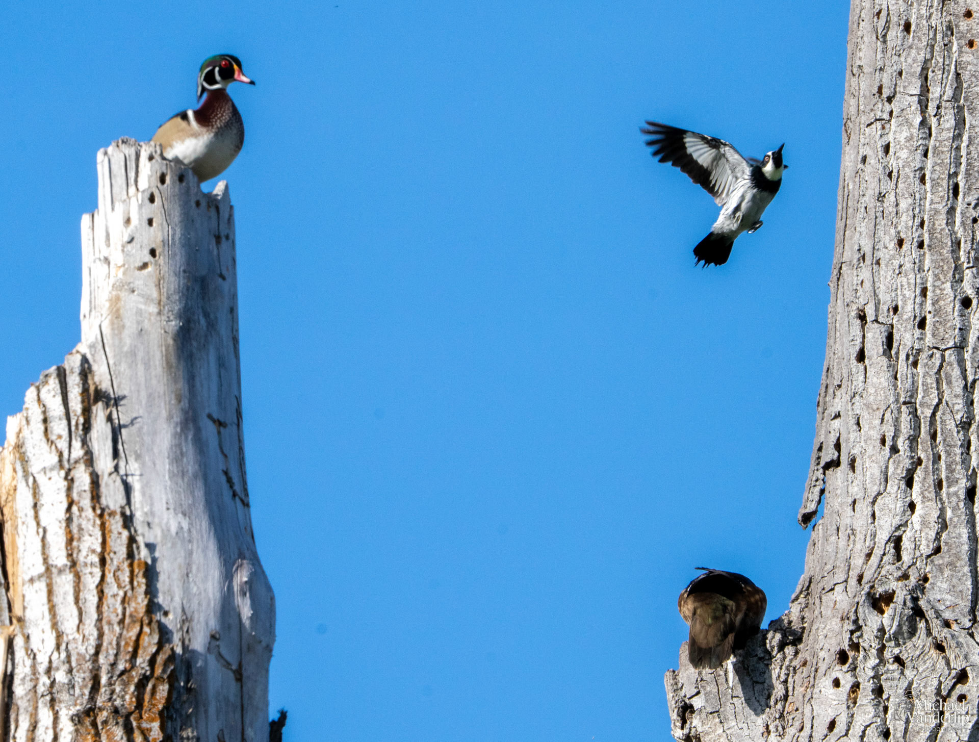 Wood Ducks and an Acorn Woodpecker along the Bear Creek Greenway near Talent, Oregon.