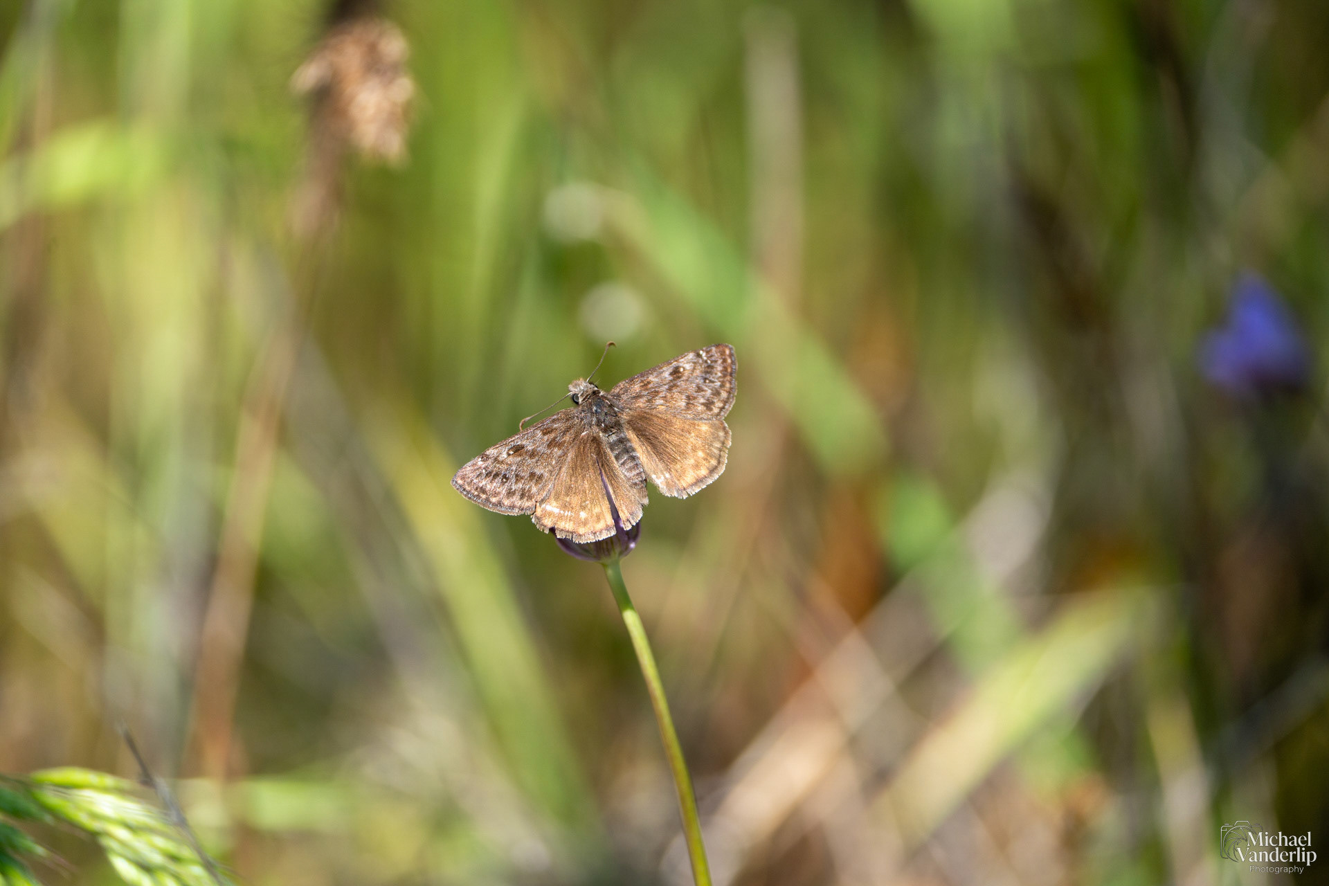 Persius Duskywing on Lower Table Rock, Central Point, Oregon.