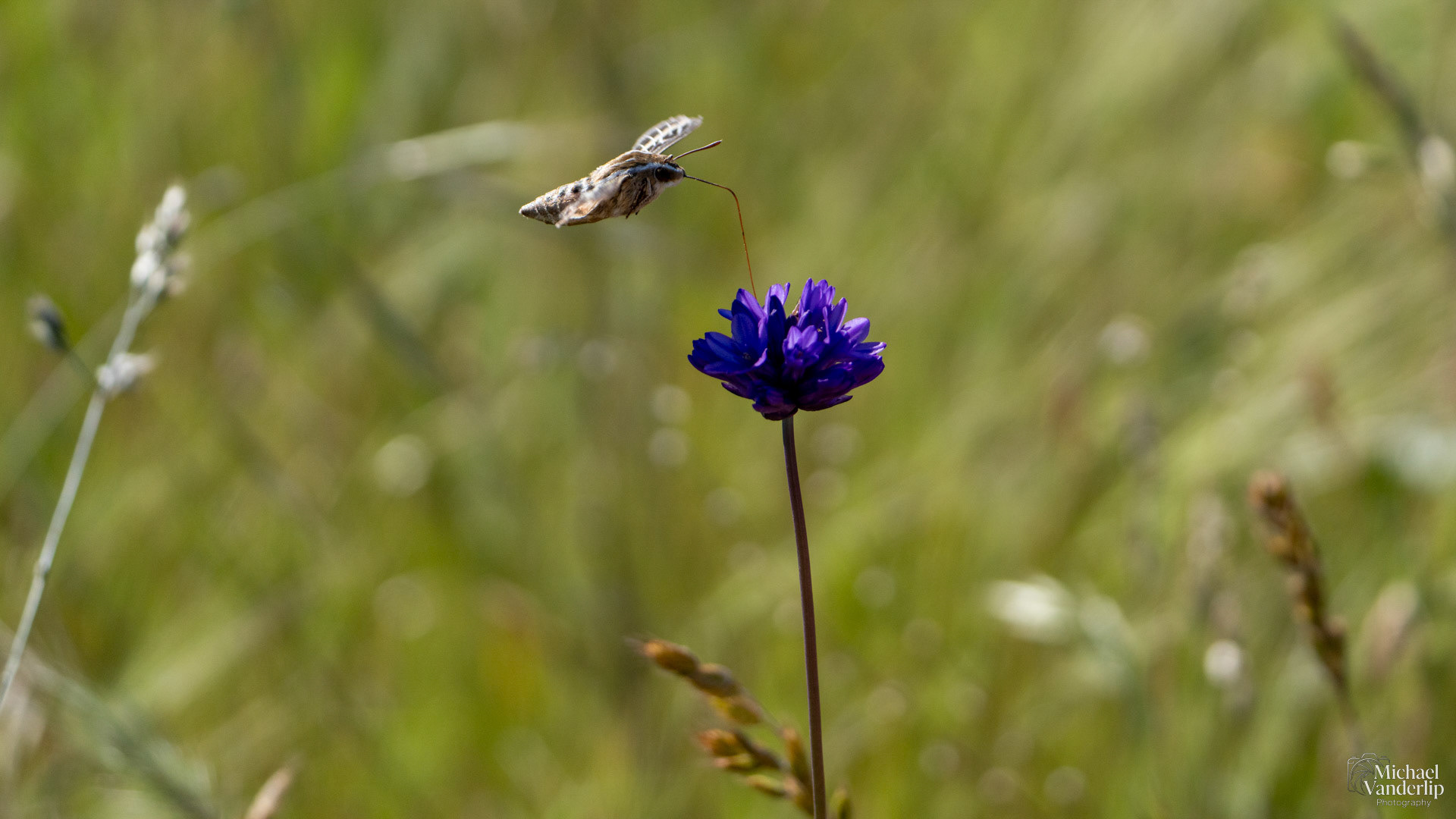 White-Lined Sphinx Moth on Lower Table Rock, Central Point, Oregon.