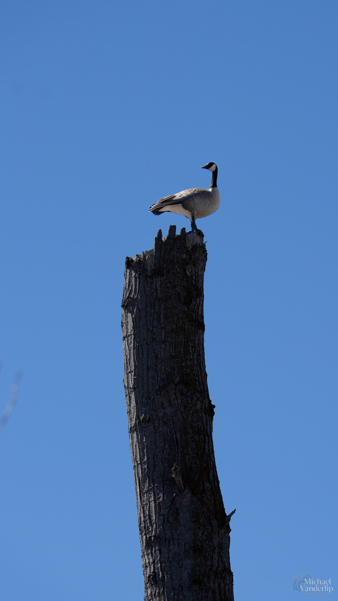 Canada Goose along the Bear Creek Greenway near Talent, Oregon.