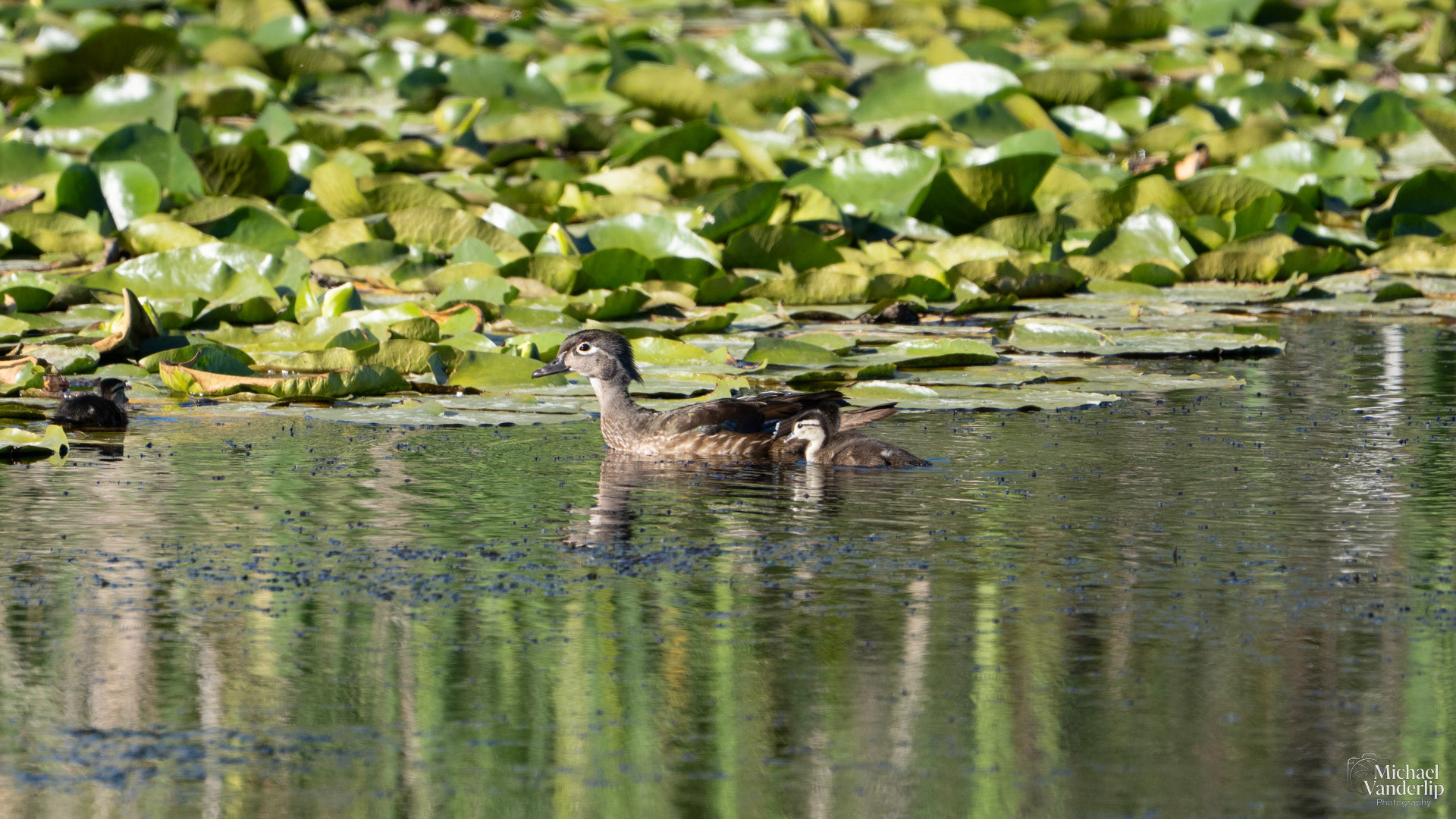 Wood Duck along the Bear Creek Greenway near Talent, Oregon.