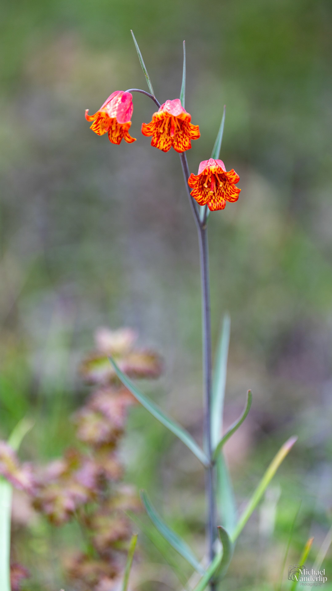 Scarlet Fritillary on the Lower Table Rock Trail, Central Point, Oregon.