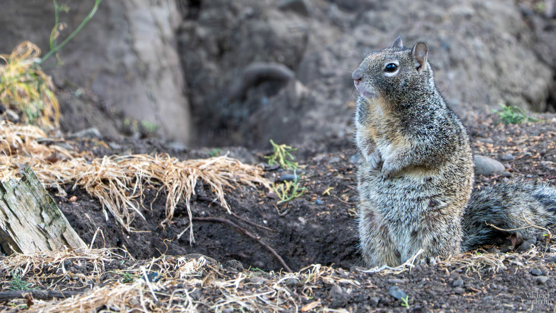 California Ground Squirrel along the Bear Creek Greenway, Medford, Oregon.