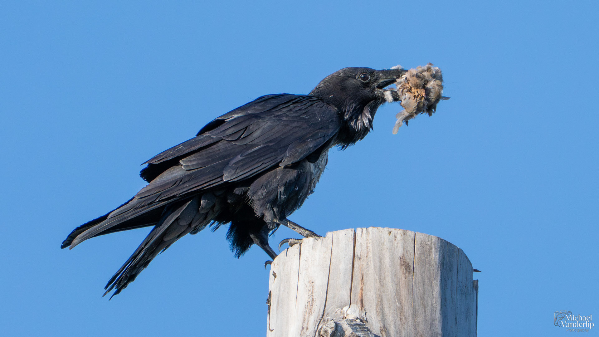Raven ravenously devouring a small bird along the Bear Creek Greenway near Talent, Oregon.