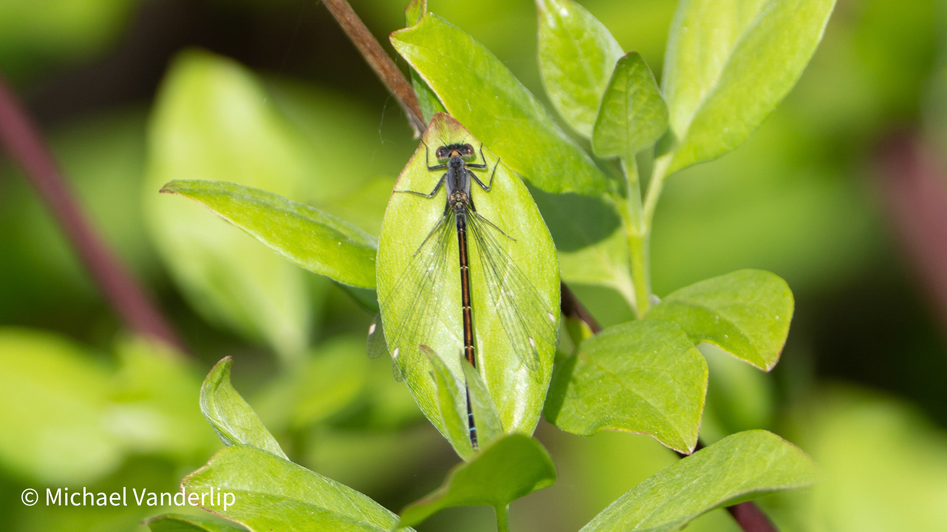 Red Eye Damselfly along the Bear Creek Greenway near Talent, Oregon.