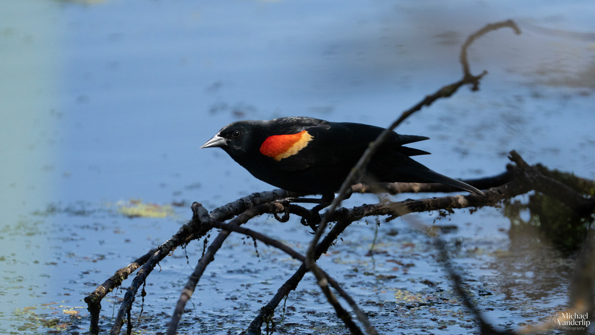 Red Winged Black Bird along the Bear Creek Greenway near Talent, Oregon.