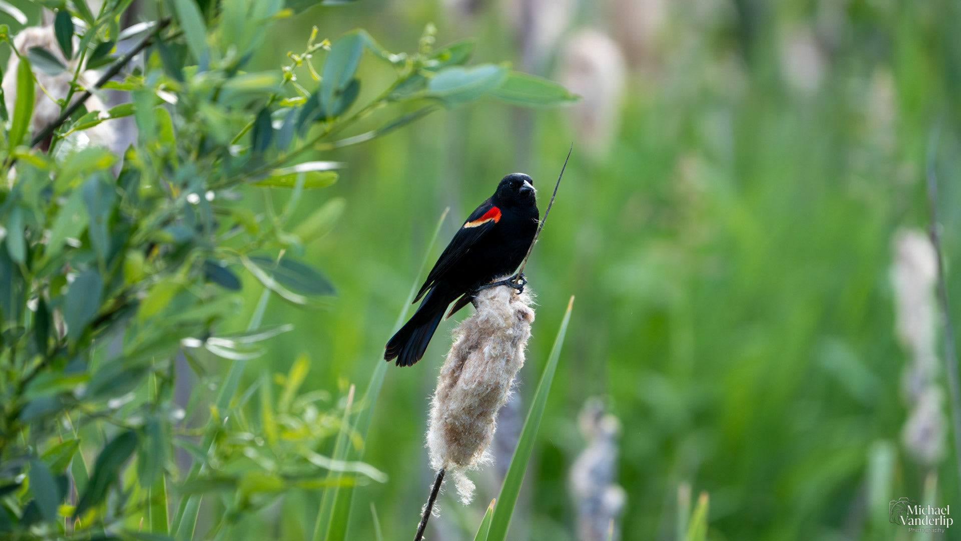 Red Winged Black Bird along the Bear Creek Greenway near Talent Oregon.