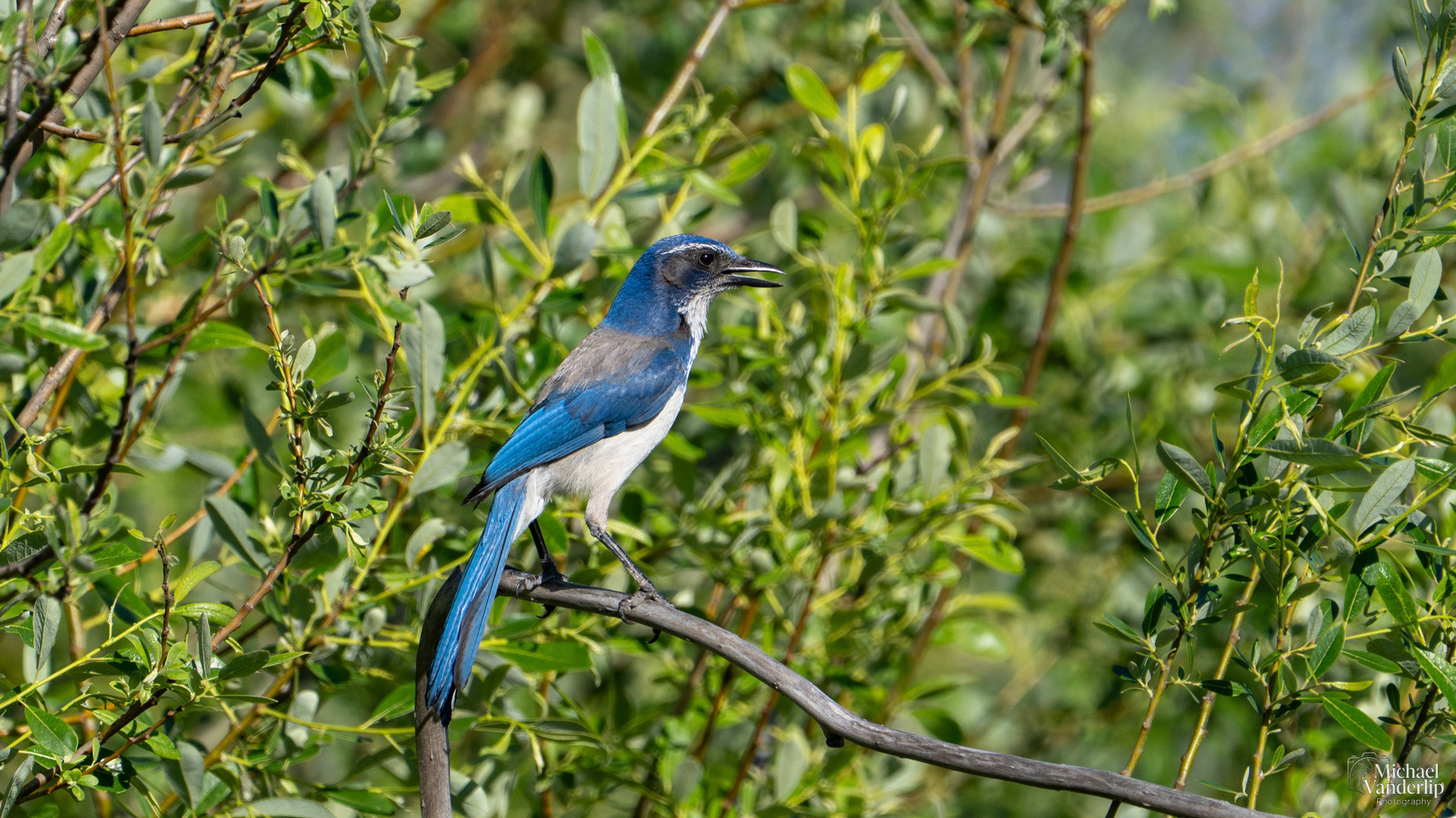 California Scrub Jay along the Bear Creek Greenway near Talent, Oregon.