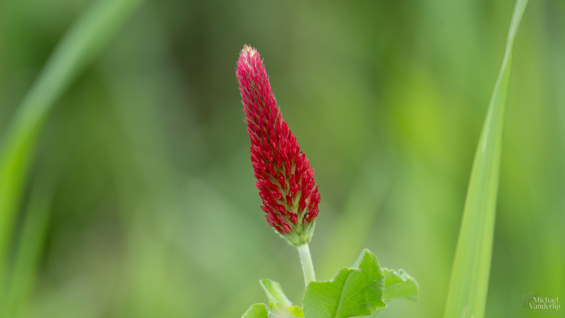 Crimson Clover along the Bear Creek Greenway near Talent, Oregon.