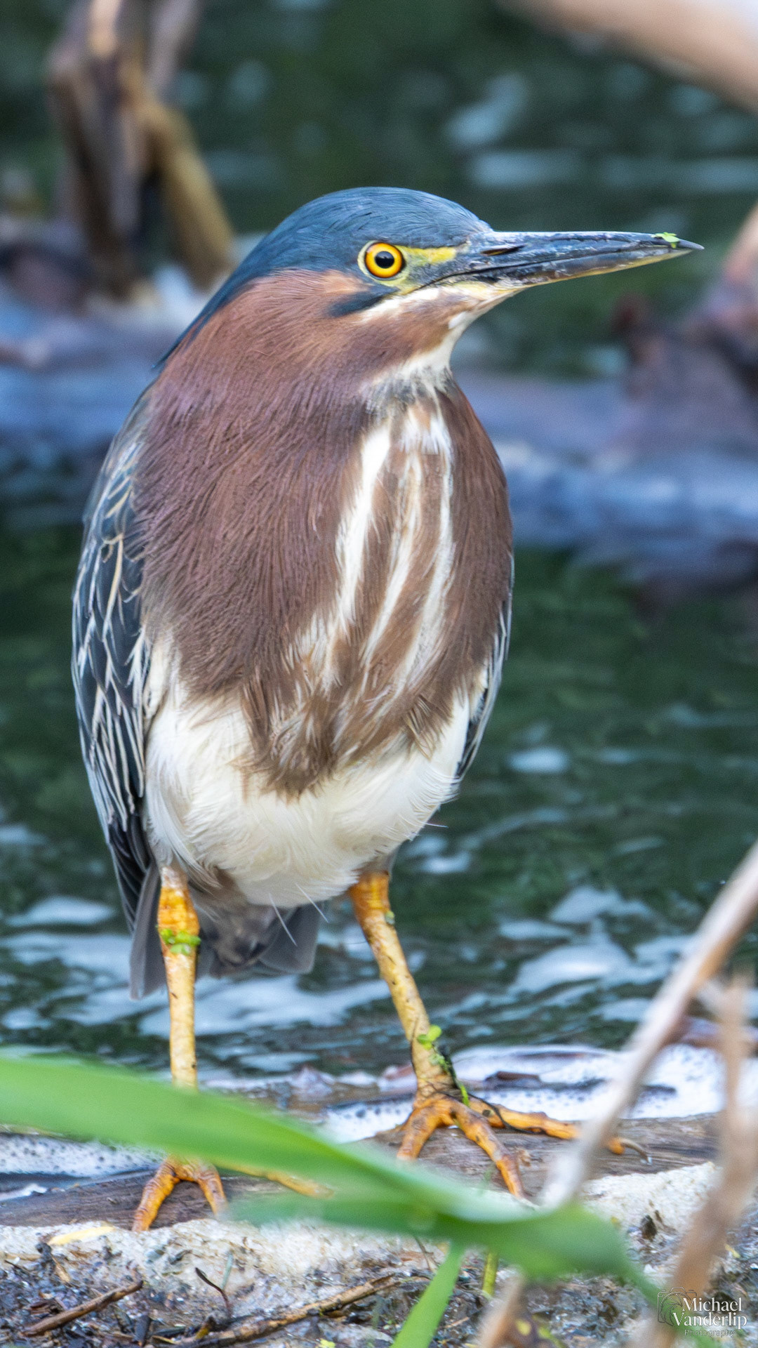 Green Heron alog the Bear Creek Greenway near Talent, Oregon.