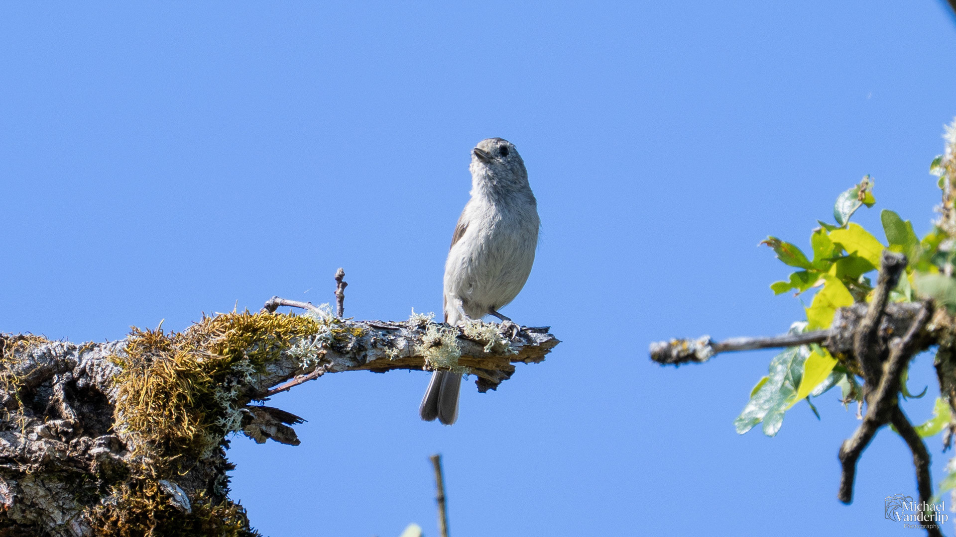 Bushtit on Lower Table Rock, Central Point, Oregon.