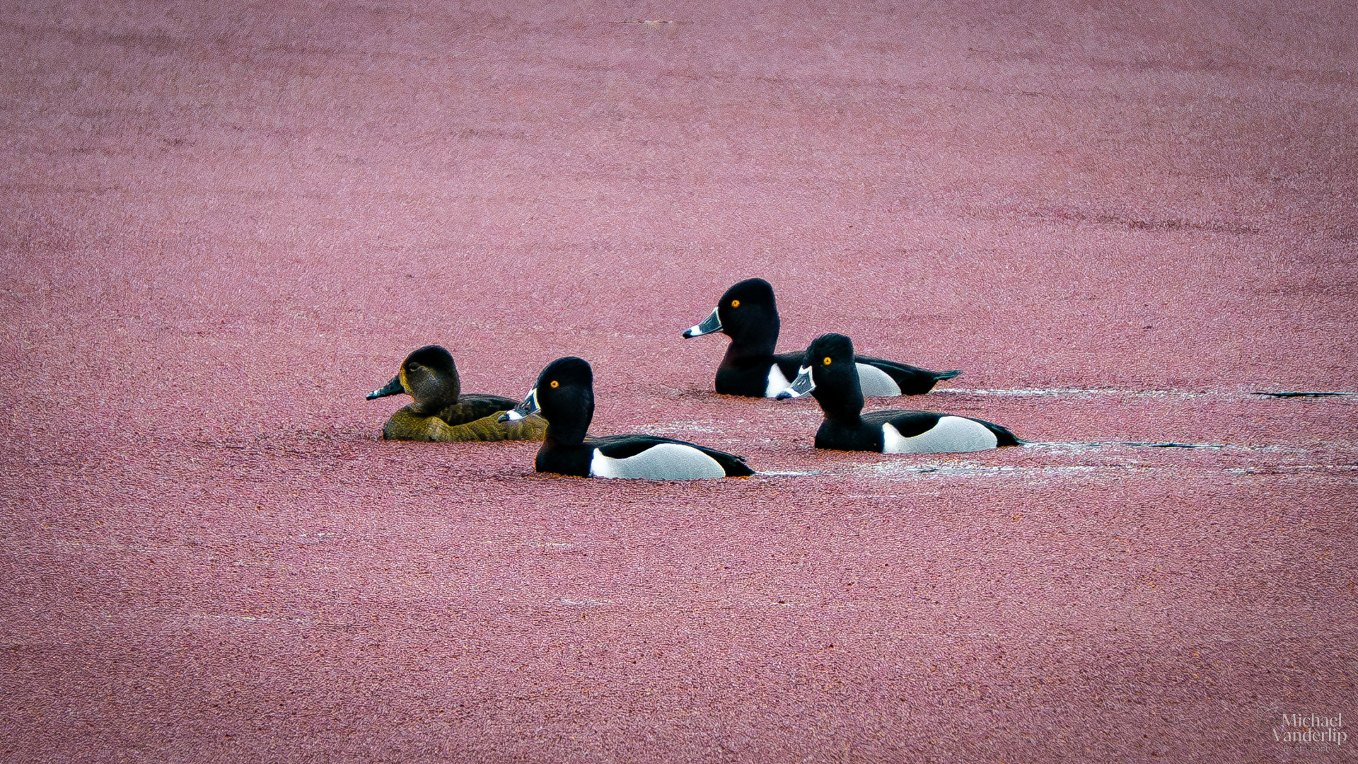 Ring Necked Ducks swimming in pond full of Red Water Fern along Bear Creek Greenway near Talent, Oregon.
