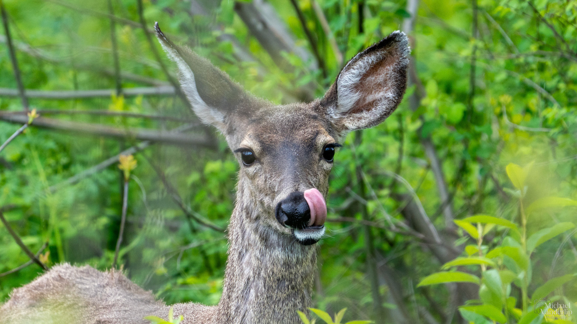 Black Tail Deer along the Bear Creek Greenway near Talent, Oregon.