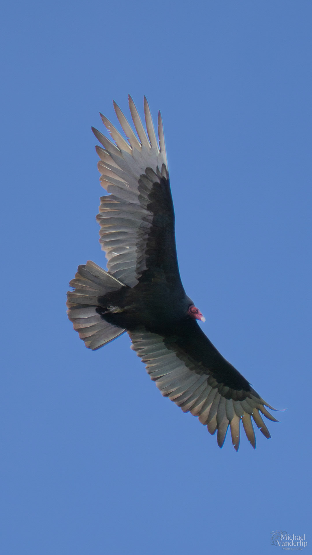 Turkey Vulture along the Bear Creek Greenway near Talent, Oregon.