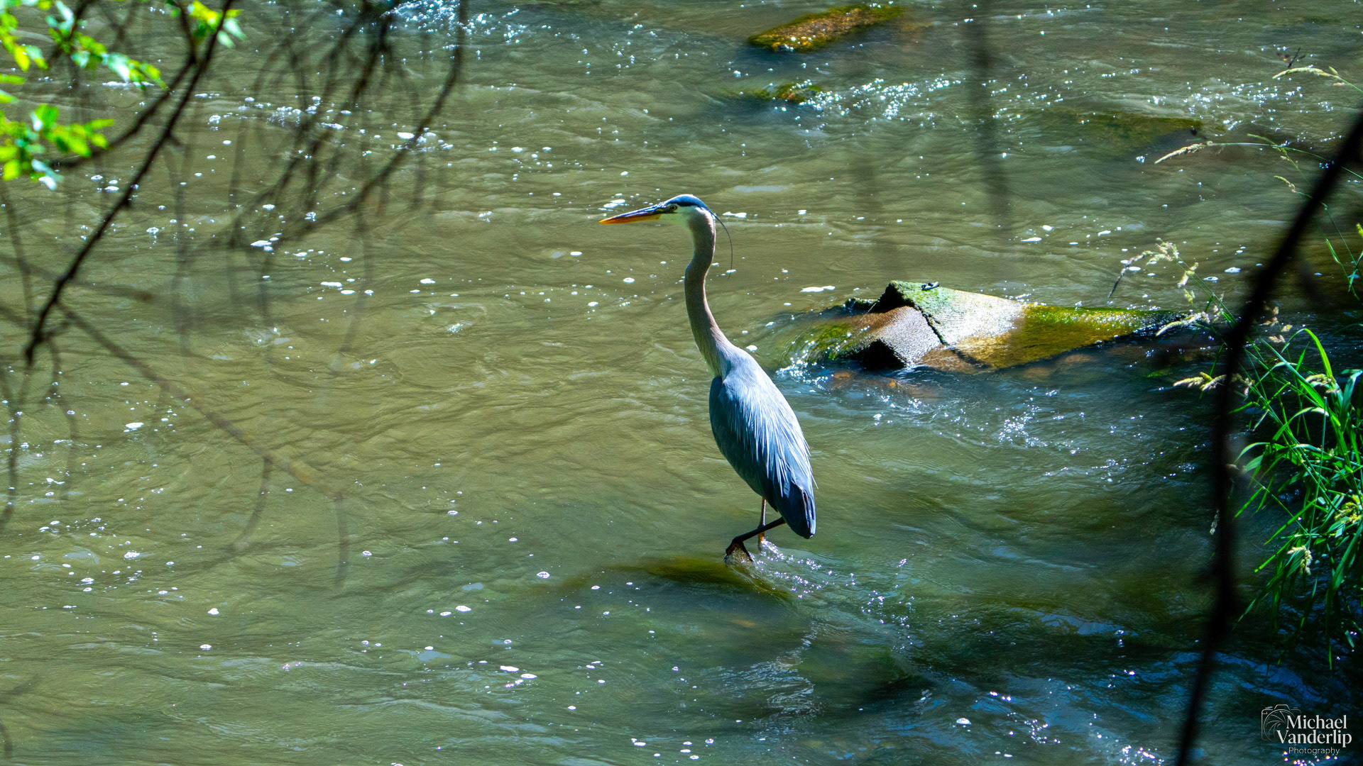 Great Blue Heron along the Bear Creek Greenway in Medford, Oregon.