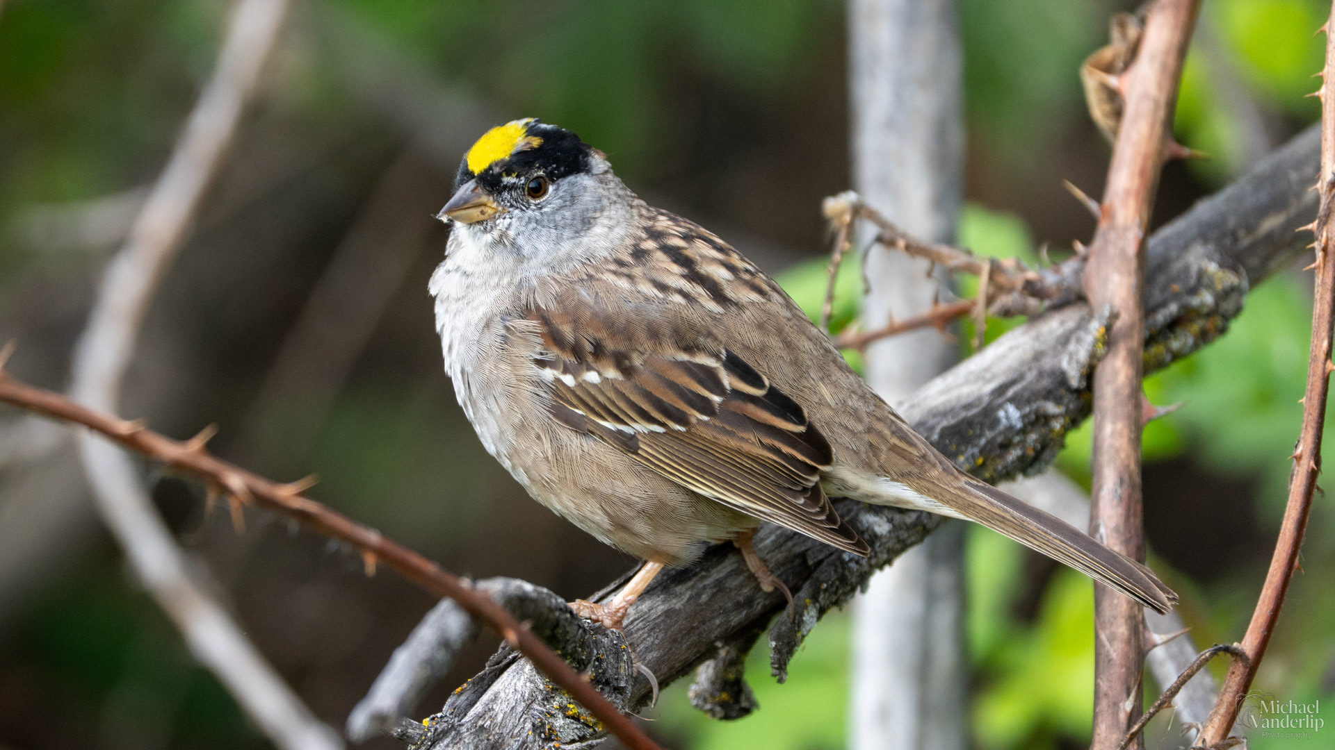 Golden Crowned Sparrow along the Bear Creek Greenway near Talent, Oregon.