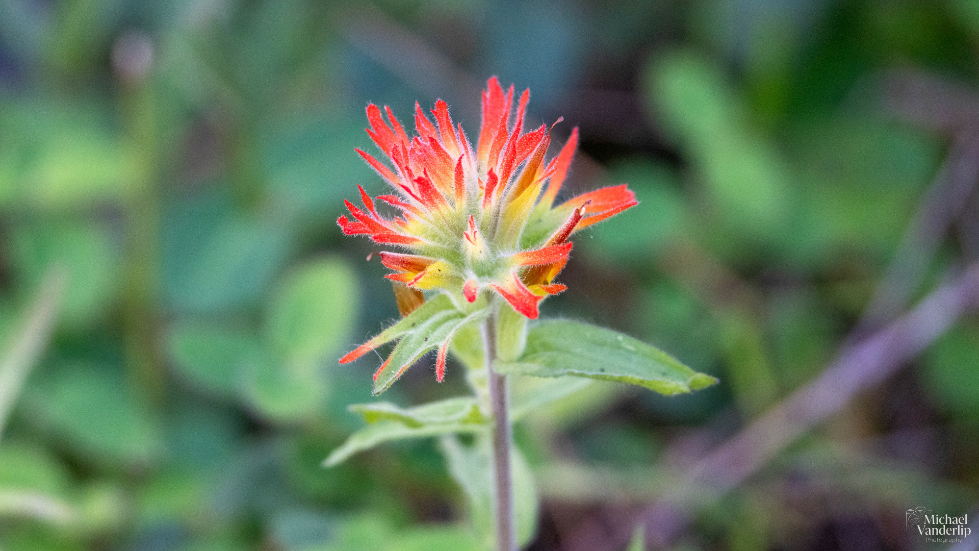 Paintbrush Wildflower along the White Rabbit Trail near Ashland, Oregon.