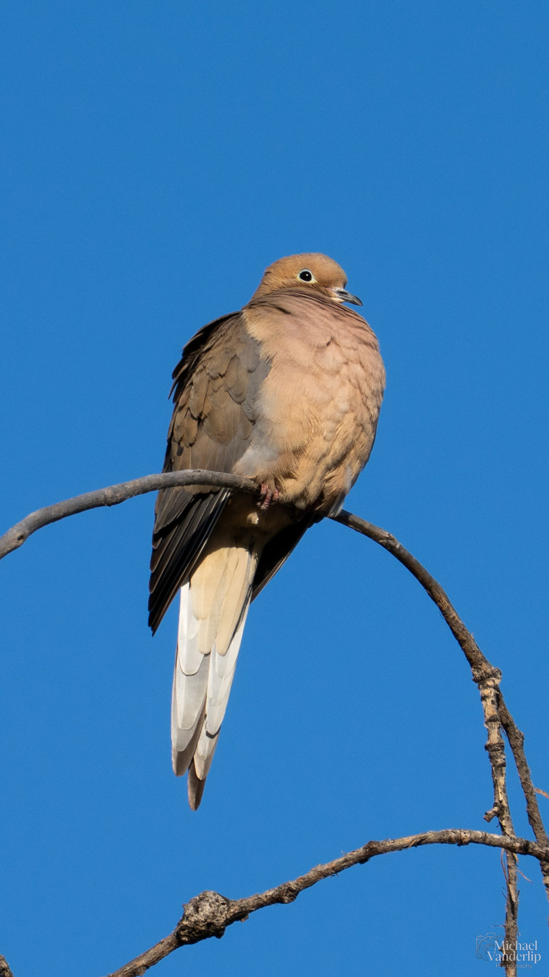 Mourning Dove along the Bear Creek Greenway near Talent, Oregon.