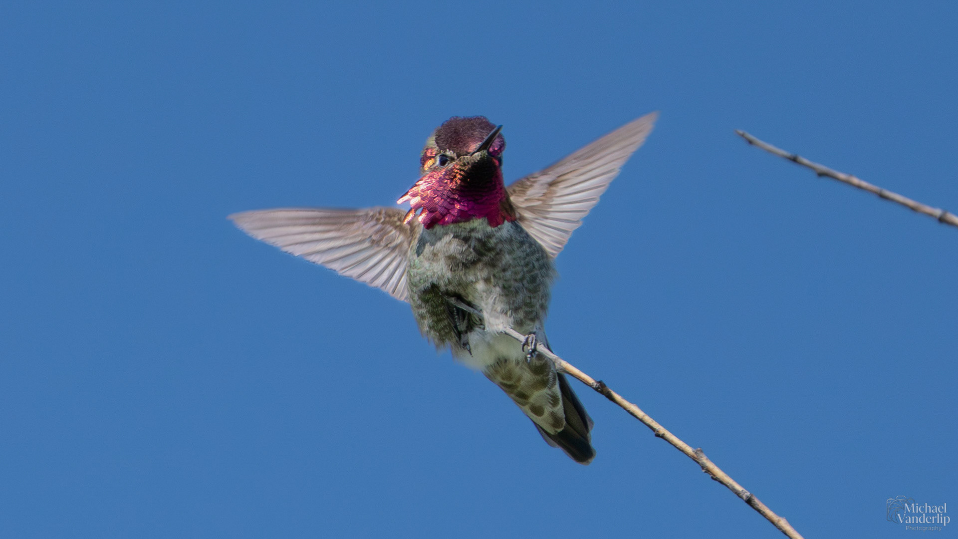 Anna's Hummingbird along the Bear Creek Greenway near Talent, Oregon.