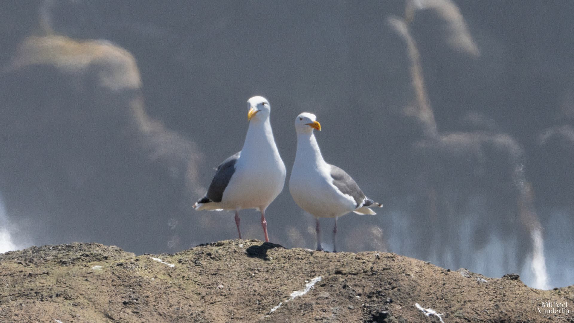 Seagulls along the coast near Depoe Bay, Oregon.
