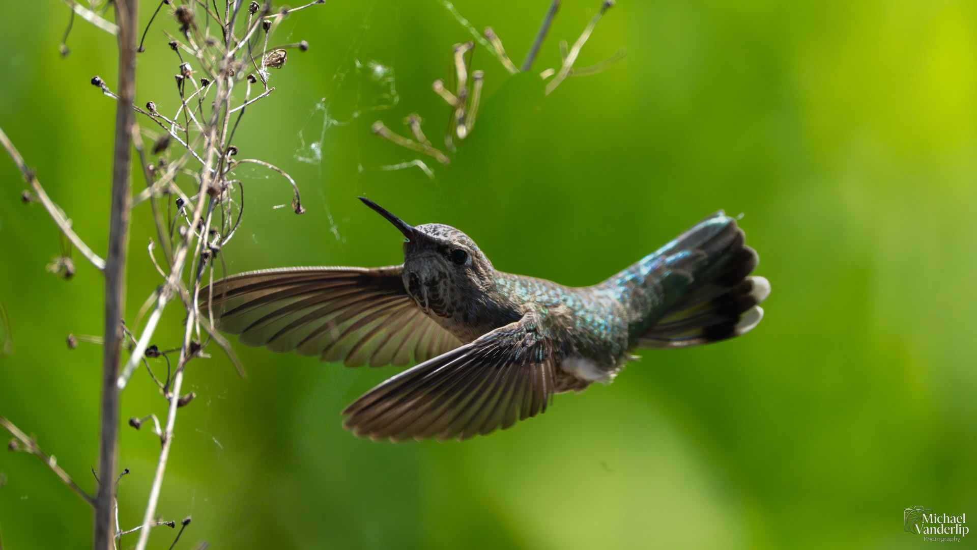 Anna's Hummingbird along the Bear Creek Greenway near Talent, Oregon.