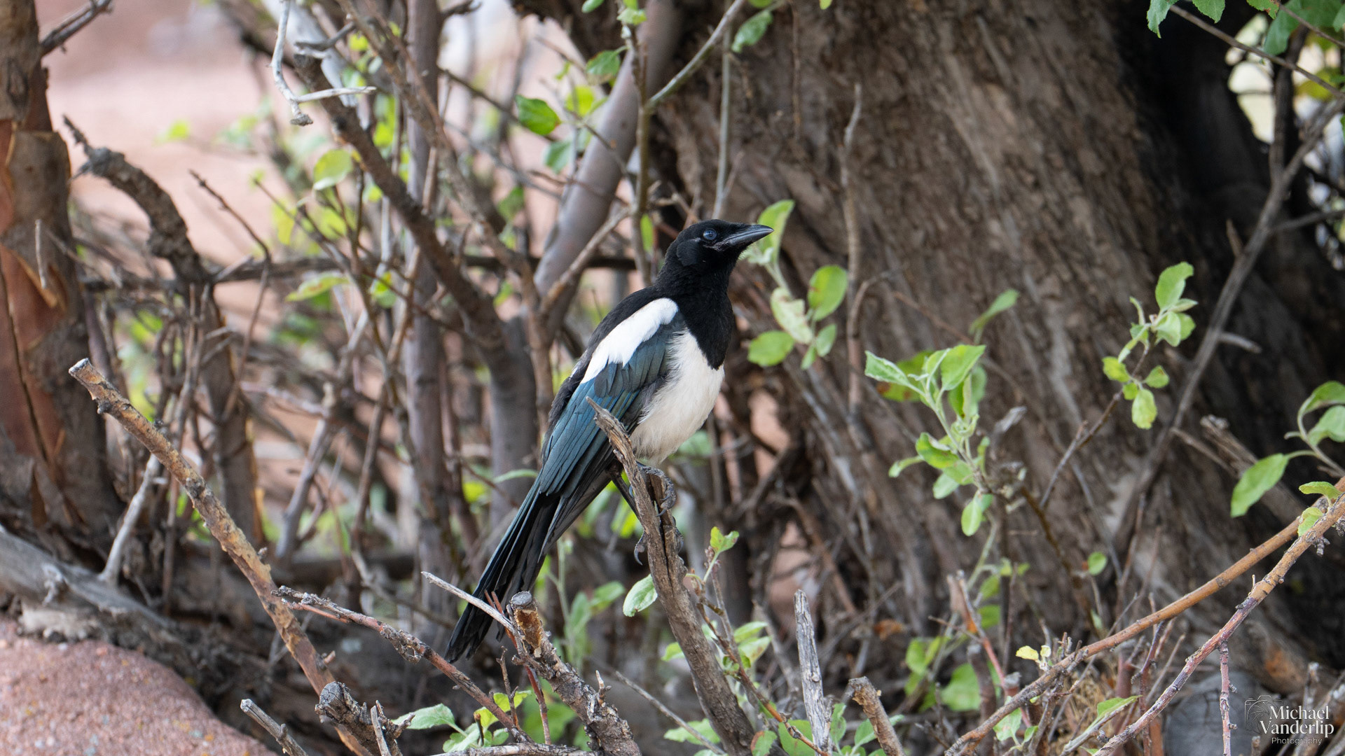 Black-Billed Magpie near Denver, Colorado.