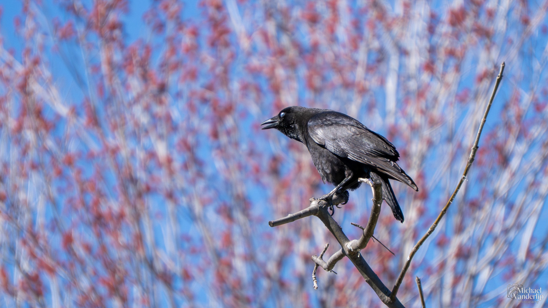 American Crow in Talent, Oregon.