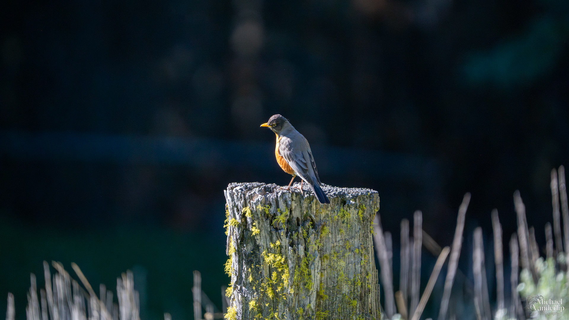 American Robin along the Wagner Butte Trail near Talent, Oregon.