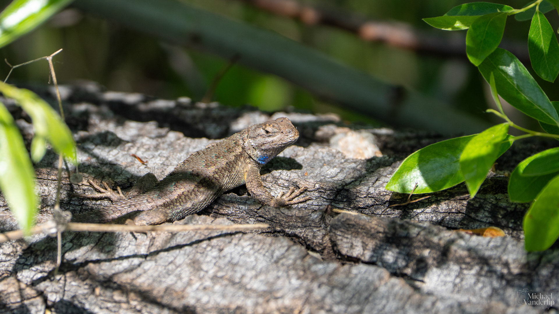 Western Fence Lizard along the Bear Creek Greenway near Talent, Oregon.