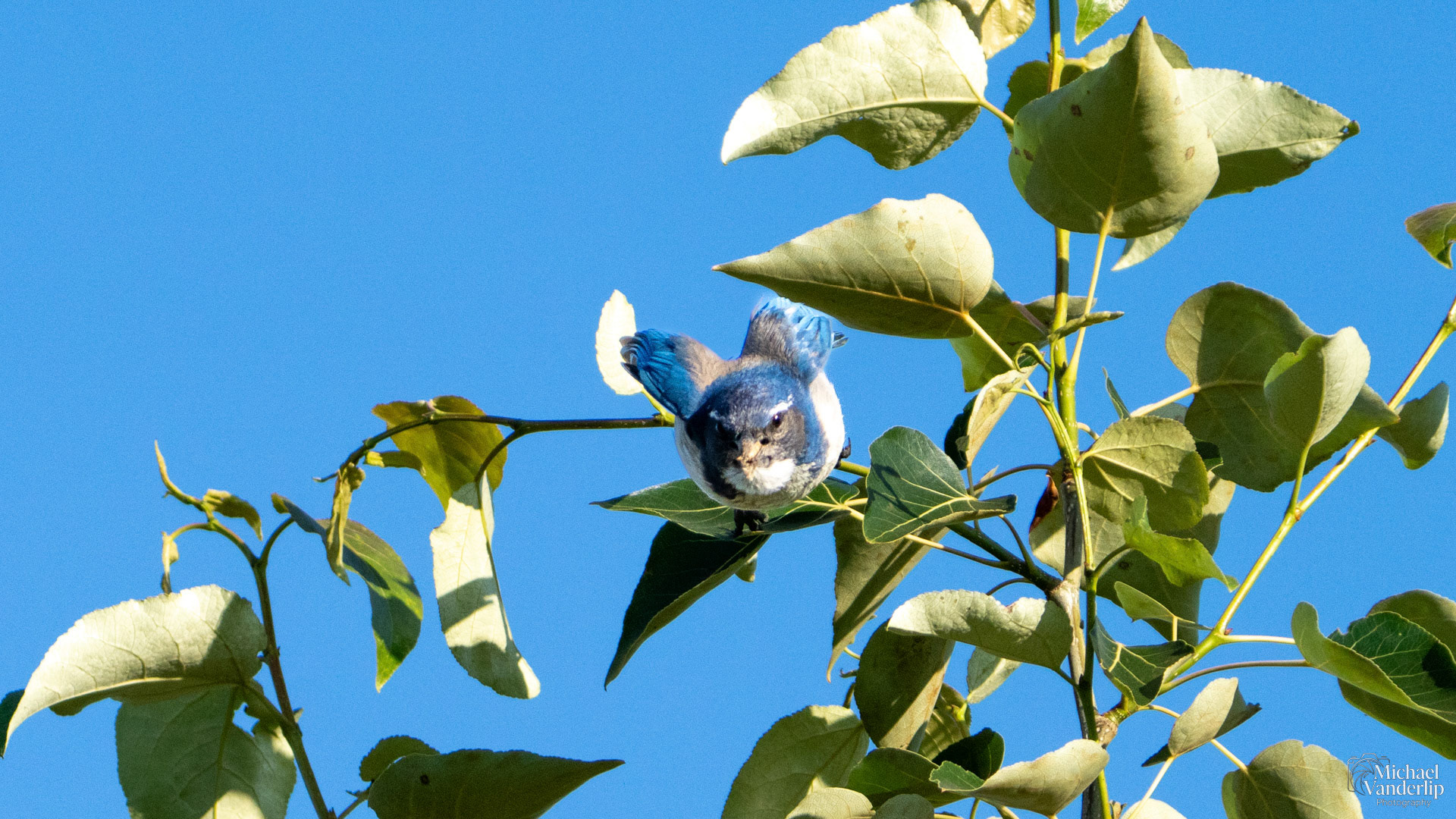 California Scrub Jay along the Bear Creek Greenway near Talent, Oregon.