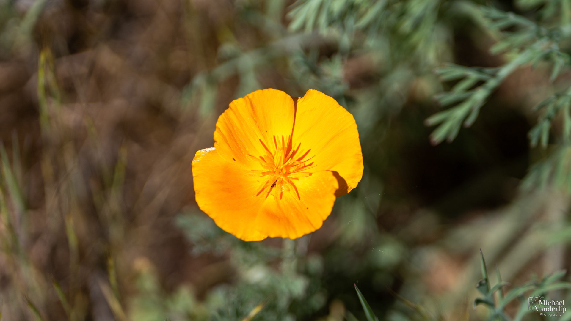 California Poppy along the Bear Creek Greenway near Talent, Oregon.