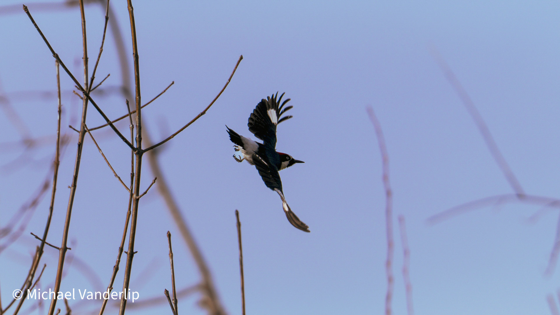 Acorn Woodpecker on Talent Greenway