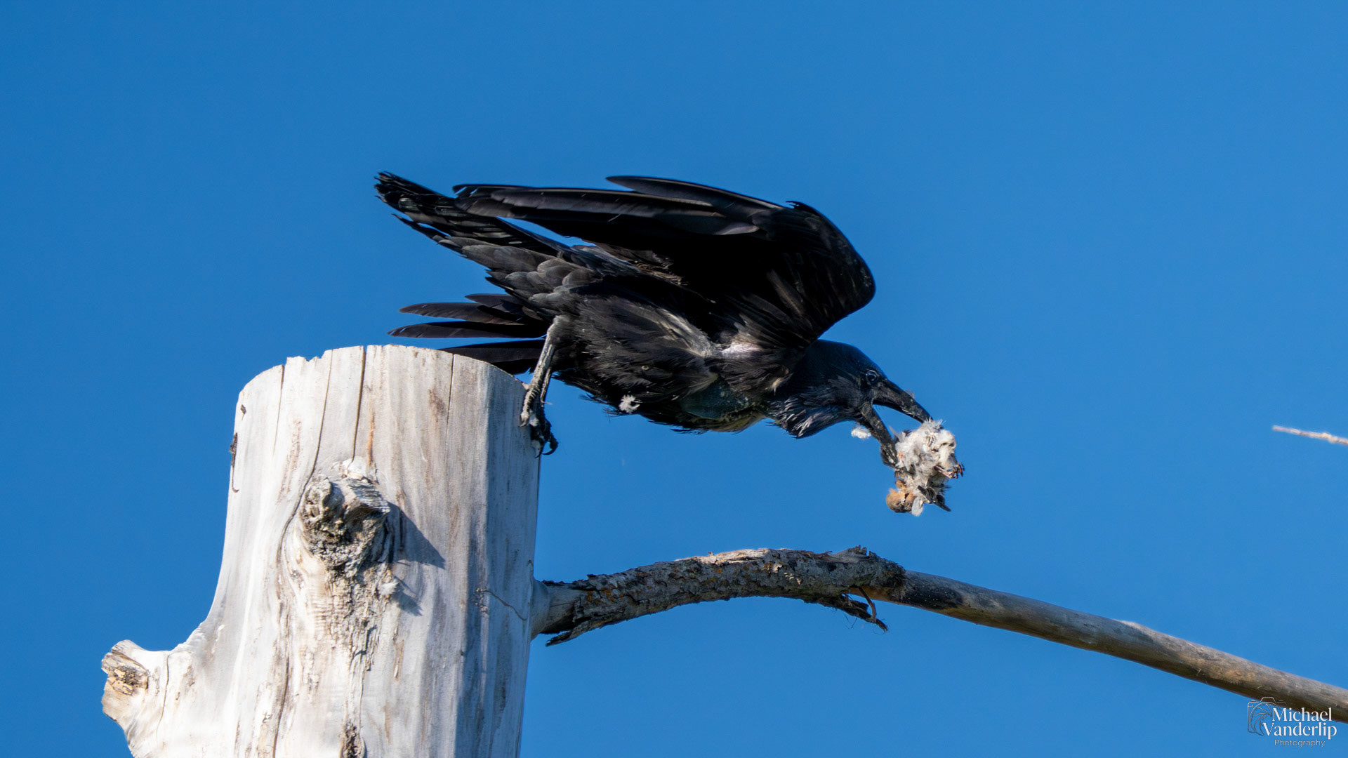 Raven ravenously devouring a small bird along the Bear Creek Greenway near Talent, Oregon.